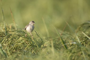 Uzun kuyruklu küçük bir kuş yeşil pirinç tarlasında bir pirinç sapının üzerinde duruyor..