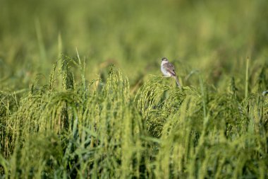 Uzun kuyruklu küçük bir kuş yeşil pirinç tarlasında bir pirinç sapının üzerinde duruyor..