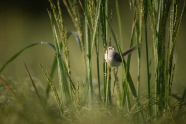 A small bird with a long tail stands on a stalk of rice in a field of green rice plants. clipart