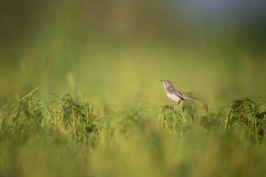 Uzun kuyruklu küçük bir kuş yeşil pirinç tarlasında bir pirinç sapının üzerinde duruyor..