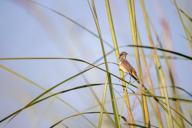 Sabahları çimlerin üzerinde bir kuş