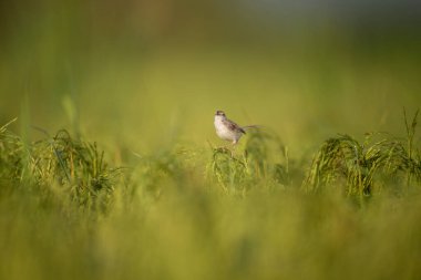 Uzun kuyruklu küçük bir kuş yeşil pirinç tarlasında bir pirinç sapının üzerinde duruyor..