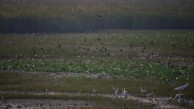  Bir ördek sürüsü yeşil bir çayırın üzerinde uçuyor, uzun otlar ve yapraklardan oluşan bulanık bir arka planı var.. 