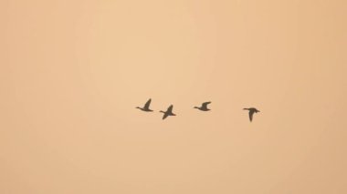 Kuşlar gökyüzünde uçuyor