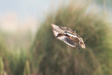 Kahverengi ve beyaz tüylü bir Kuzey Pintail ördeği. Yeşil otların üzerinde uzanan kanatları var..