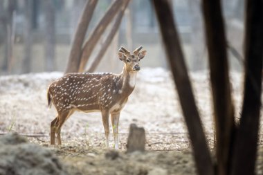 Ormandaki genç geyik, yakın görüş