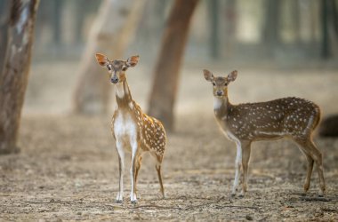 Ormandaki genç geyik