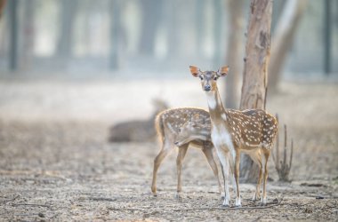 Ormandaki genç geyik