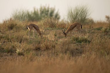 Sonbaharda tarlada bir grup çinkara (Gazella bennettii)