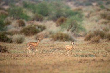 Doğadaki geyik yuvası