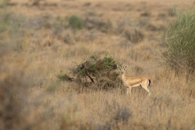 vahşi genç Kızıl geyik