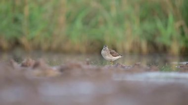 Bir orman çulluğunun büyüleyici yakın çekimi, küçük bir sahil kuşu, incelikle sığ sularda geziniyor.