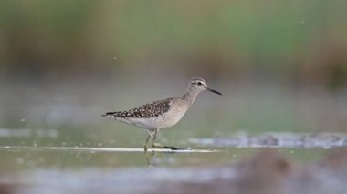 Bir orman çulluğunun büyüleyici yakın çekimi, küçük bir sahil kuşu, incelikle sığ sularda geziniyor.