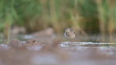 Bir orman çulluğunun büyüleyici yakın çekimi, küçük bir sahil kuşu, incelikle sığ sularda geziniyor.