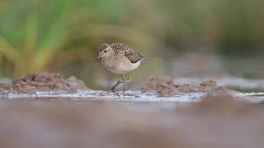 Bir orman çulluğunun büyüleyici yakın çekimi, küçük bir sahil kuşu, incelikle sığ sularda geziniyor.
