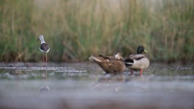 Kara kanatlı Stilt ve Ördekler Bataklıkta