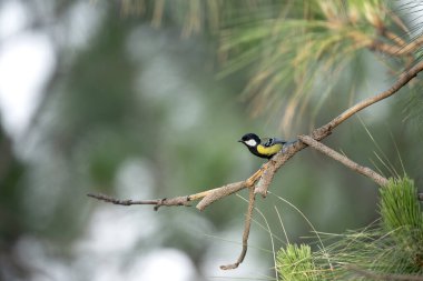 A Green backed tit bird perched on a branch amidst lush pine trees.