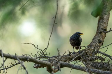 Bir kuşun yakın plan çekimi.