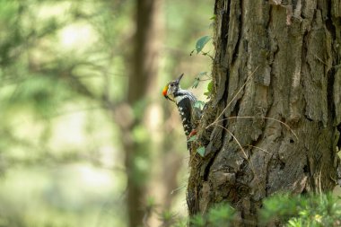 Ağaçkakan ormanda.