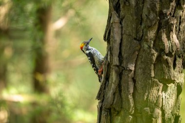 Ağaçkakan ormandaki ağaç gövdesinde oturuyor.