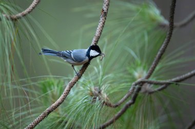 great tit on a branch in the forest