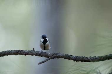 ağaç dalı üzerinde büyük baştankara