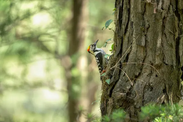 Ağaçkakan ormanda.