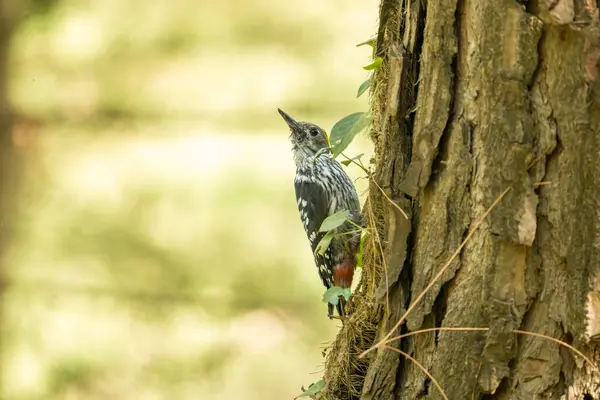 Büyük boynuzlu ağaçkakan (dendrocopos major )