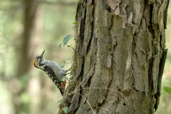 Büyük benekli ağaçkakan Ağaç gövdesinde.