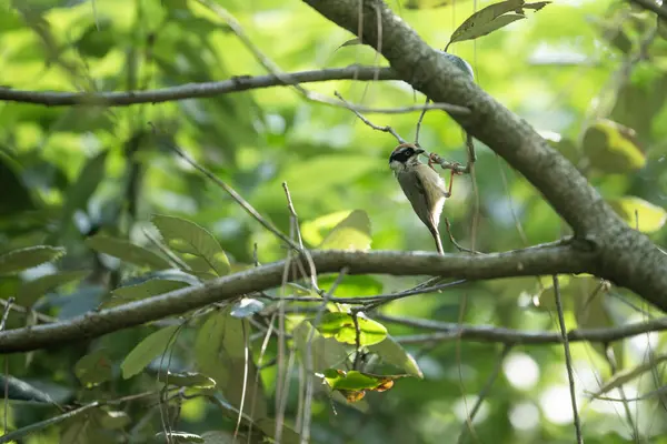 Parktaki küçük kuş.
