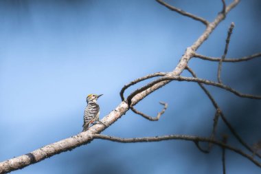 Büyük benekli ağaçkakan ağacın bir dalına tünemiş..