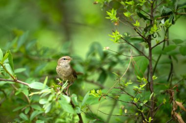 Bir kuş ağaç dalında oturuyor.