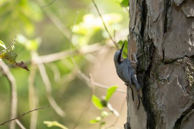 Ormandaki bir sincabın yakın plan fotoğrafı.