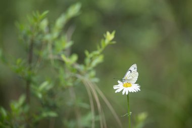 çayır çiçek üzerinde kelebek