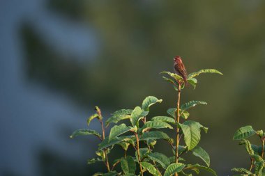 Pembe kaşlı Rosefinch, odağını kaybetmiş yeşilliğin bulanık arka planına karşı çırılçıplak bir dal üzerine tünemişti..