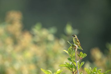 Sarı göğüslü ispinoz, Dağ Ormanı 'nın ortasında bir dal üzerine tünemiş.