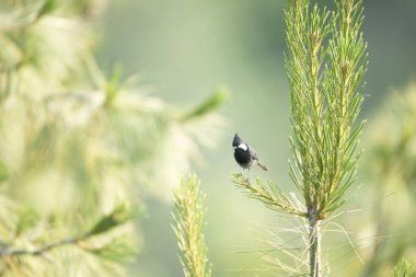 Rufous-naped Tit Perched Gracefully on Pine Tree Branch in Natural Habitat