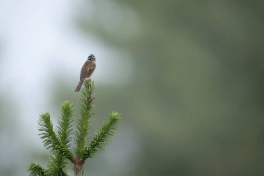 Kaya kiraz kuşu, dağ habitatındaki Çam Ağacı dalında dinleniyor.