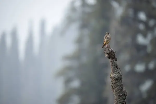 Yıpranmış bir ağaç kütüğüne tünemiş Avrasya hobisi.