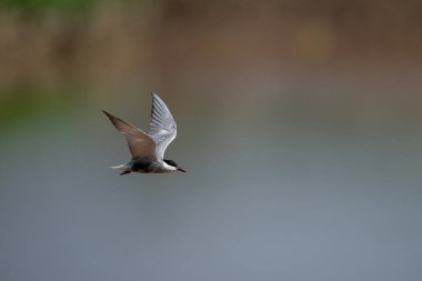 Bıyıklı Tern 'in Havadan Uçuşu
