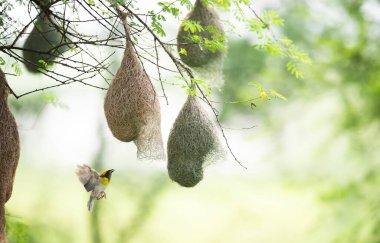 Baya Weaver Yuvaya Yaklaşıyor