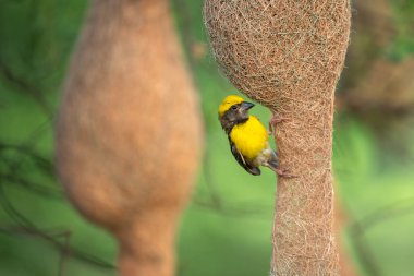 Ağaçlarda Aktif Yuva Sahnesi