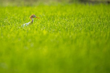 Sabahları otların üzerine çiy damlaları düşer.