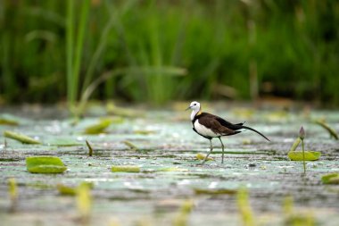 Siyah kanatlı bir kuş gölette