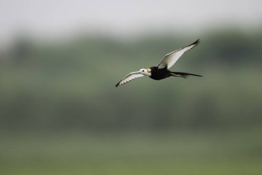 Havada süzülen kuşlarla çarpıcı Jacana uçuş anı.