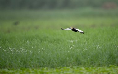 Egzotik Jacana kuşu, doğal ortamında geniş kanatlarıyla yükseklerde uçar..