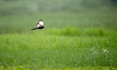 Zarif Jacana tropikal sulak arazide özgürce süzülüyor..