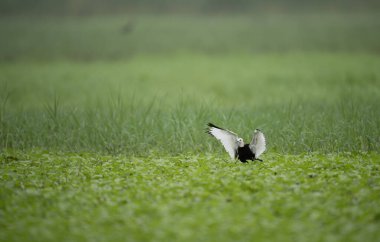 Sülün kuyruğu Jacana 'nın bataklıklara inişini izledi. 
