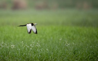 Sülün kuyruklu Jacana zarif bir şekilde uçuyordu. Kanatları, sulak arazinin üzerine yayılmıştı.