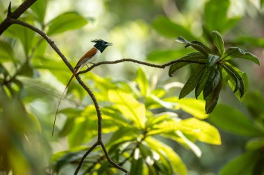 Erkek Cennet Sinekkapanı ile Derin Orman Sahnesi